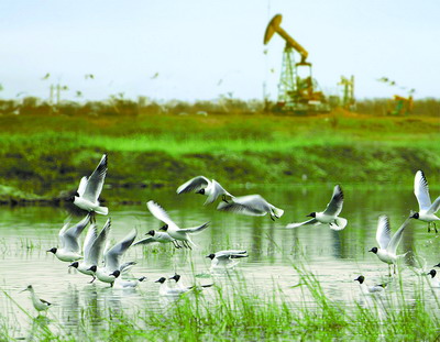 大庆油田近五年改革发展掠影(组图)